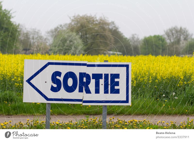 Directional sign in front of yellow flowering field Way out sorty Summer Blossom Signs and labeling Trend-setting Exterior shot Deserted Arrow Blue-white Hope