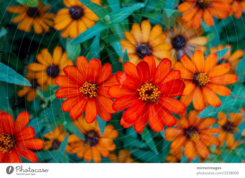 ZINNIA, DWARF, elegans orange flowers blooming in a garden Beautiful Garden Group Nature Plant Flower Blossom Blossoming Fresh Bright Natural Brown