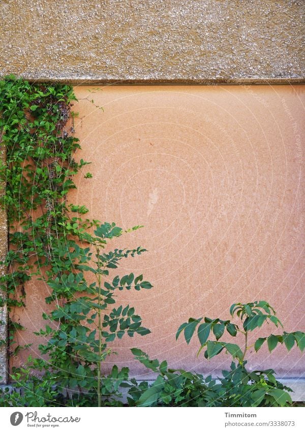 Partly disciplined green in front of a wall Green plants Wall (building) Wall (barrier) Boundary Cornice Stone Facade Old Exterior shot Deserted Transience