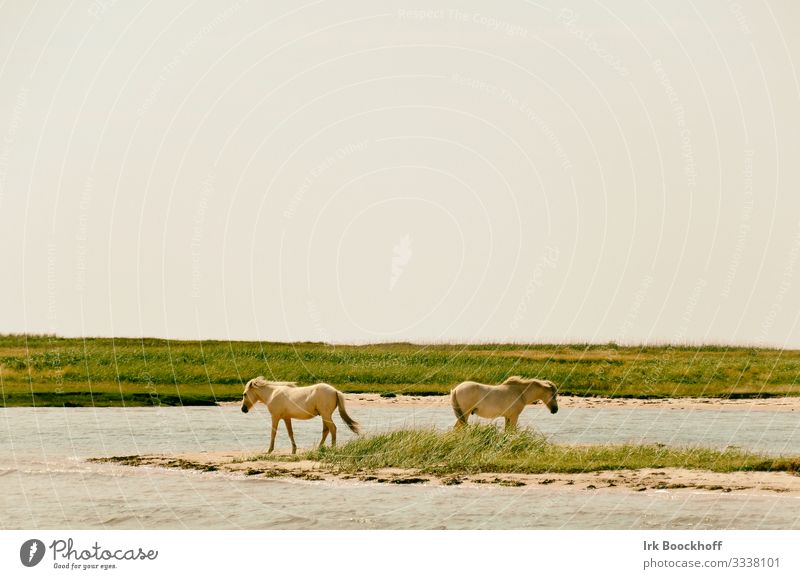 2 white horses are standing close to the water, turned away from each other Vacation & Travel Tourism Trip Summer Beach Ocean Nature Landscape Water Sky