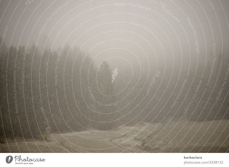 Fresh snow in the Black Forest Landscape Winter Climate Bad weather Fog Snow Snowfall Field Dark Cold Gray Moody Nature Environment Change Colour photo