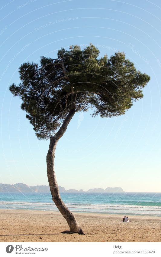 crooked tree stands at the beach of Mallorca Vacation & Travel Human being 2 Environment Nature Landscape Plant Water Horizon Spring Beautiful weather Tree