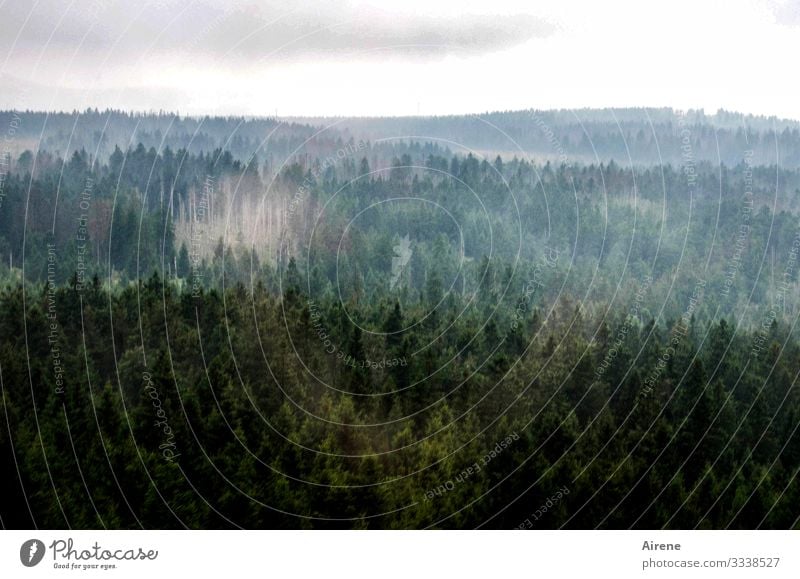 Climate change | bare patches in the Harz Mountains Gloomy Dark Mountain forest Coniferous forest Hill Forest Spruce forest Fir tree Coniferous trees Tree