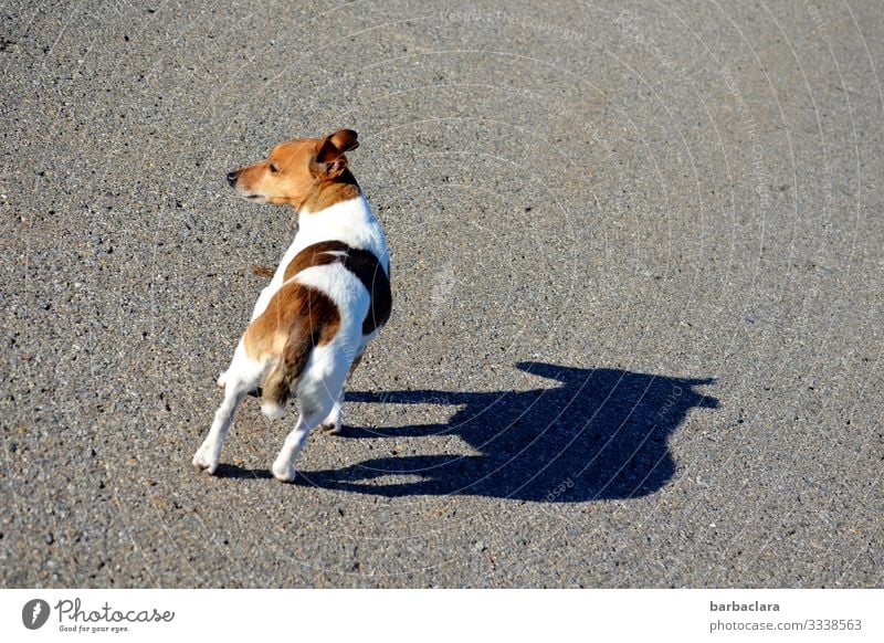 The little dog Dog Shadow Sunlight Walk the dog To go for a walk Animal Walking