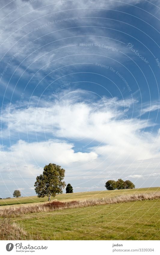 landscape with trees, blue sky, white clouds, wonderful. Tree Nature Sky Landscape Field Plant Day Exterior shot Deserted Environment Natural Grass