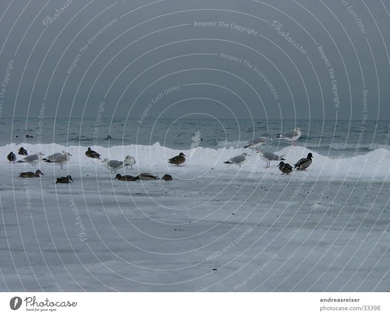 Freezing birds Seagull Mud Freeze Cold Ocean Dreary Bad weather Gray Waves Bird Animal Duck Water Ice Snow Frost Clouds