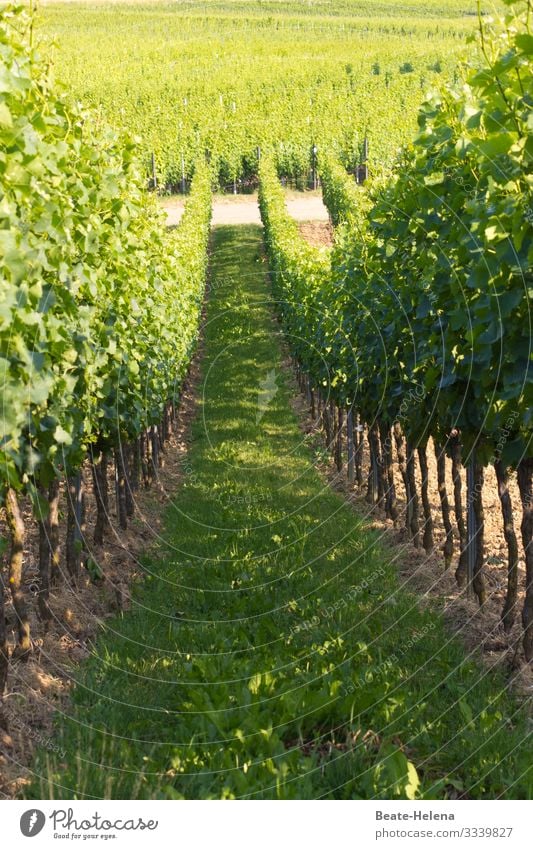 It's so green 2 Green Vineyard Exterior shot Agricultural crop Wine growing Nature Bunch of grapes