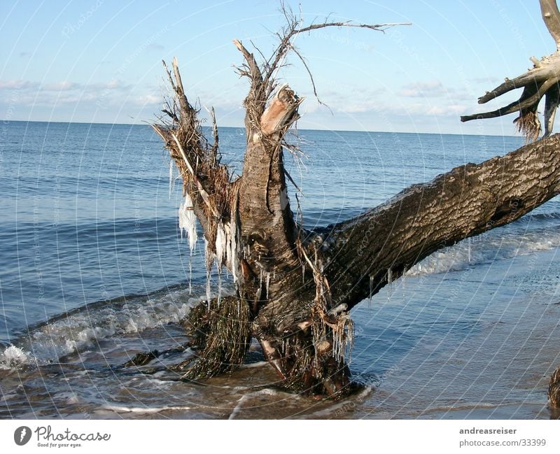 Winter at the Baltic Sea Vacation & Travel Ocean Water Beautiful weather Ice Frost Tree Cold Blue Brown Calm Nature Tree trunk Icicle Branch Colour photo