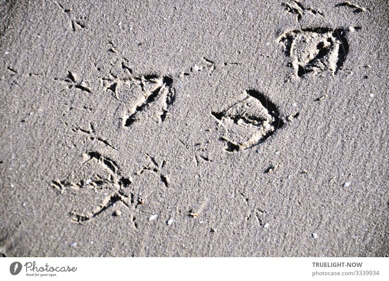 In the sand | Written: a few traces of large and small birds on the riverbank Wellness Harmonious Well-being Senses Relaxation Calm Meditation