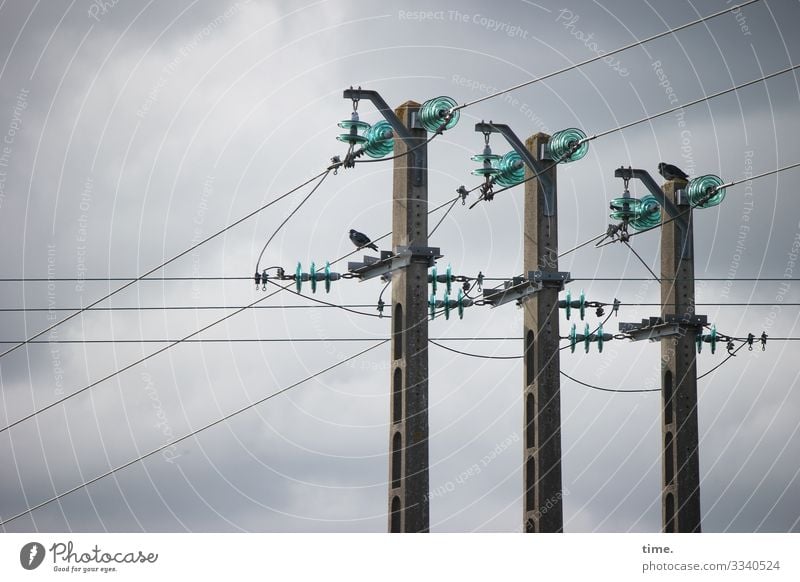 Cable companies #32 Technology Energy industry Electricity pylon High voltage power line Insulator Sky Clouds Storm clouds Bird Pigeon 1 Animal Stone Metal