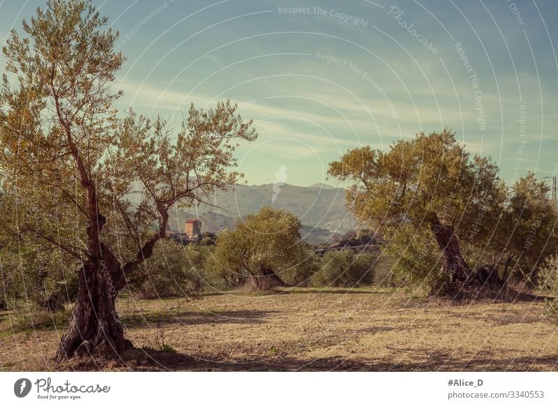 Olive tree landscape in Ronda Andalusia Spain Vacation & Travel Nature Landscape Plant Tree Olive grove Field Old Authentic Retro Dry Idyll Nutrition Vintage