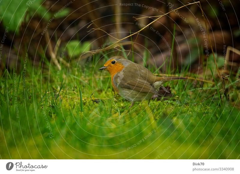 Robin on the lawn Environment Nature Winter Plant Grass Bushes Garden Park Meadow Bremen Germany Animal Wild animal Bird Songbirds Robin redbreast 1 To feed