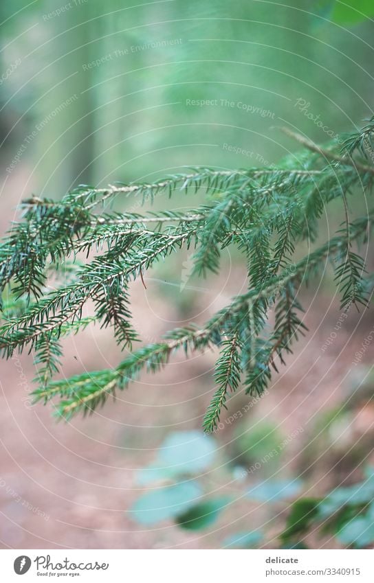 green forest Forest Woodground Twigs and branches twigs Nature Tree Exterior shot Deserted Leaf Plant Tree trunk Green Environment Autumn Landscape Brown bokeh