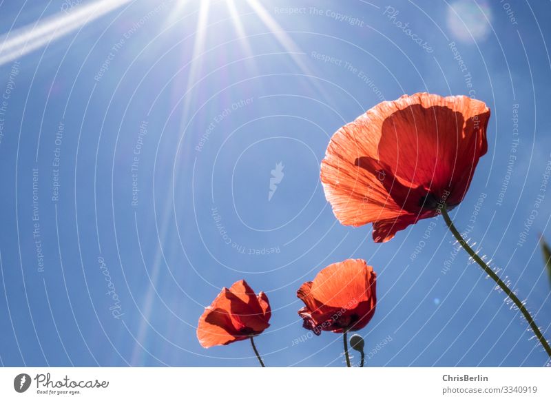 Summer poppy Nature Plant Cloudless sky Beautiful weather bleed Poppy blossom Esthetic Authentic Blue Red Force Calm Uniqueness Elegant Vacation & Travel