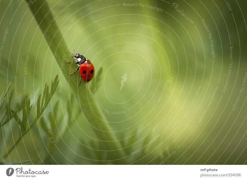uphill Nature Plant Spring Animal Ladybird 1 Crawl Walking Green Red Happy Colour photo Exterior shot Macro (Extreme close-up) Deserted Day