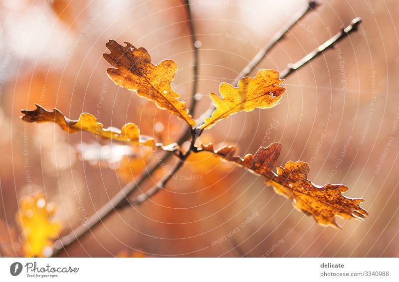 autumn Autumn Colour photo Habitat Dry Multicoloured Shadow Contrast Mixed forest Deciduous tree Seasons To go for a walk Break Ease Autumnal Brown Yellow Rain