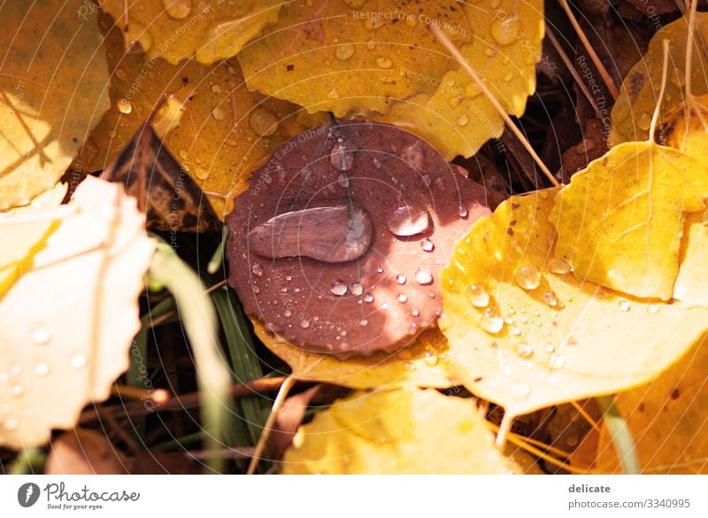 raindrop Environment Nature Landscape Plant Water Drops of water Autumn Grass Bushes Leaf Wet Forest Woodground Autumn leaves Tree Rain Macro (Extreme close-up)