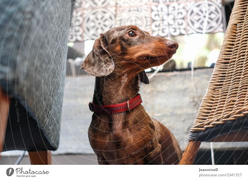 Hello, I'm a dachshund! Leisure and hobbies Veterinarian Closing time Pet Dog 1 Animal Brash Funny Brown Love of animals Life Puppydog eyes Dog parlor Dachshund