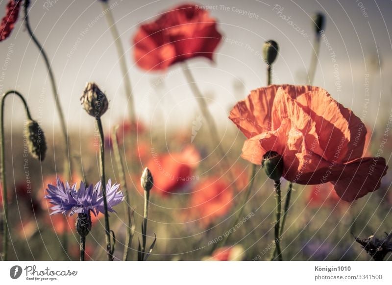 poppy Landscape Plant Summer Beautiful weather Blossom Field Fragrance Green Violet Orange Red Poppy Poppy field Poppy blossom Cornflower Meadow Colour photo
