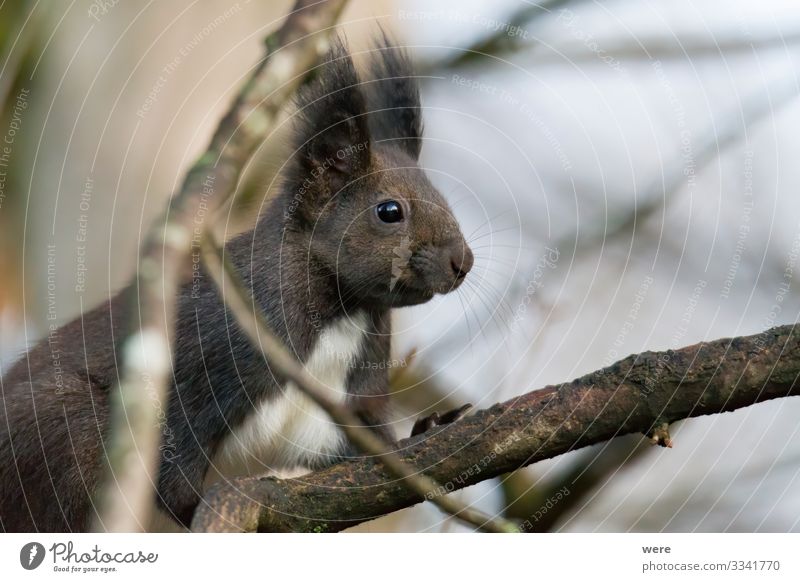 European brown squirrel in winter coat on a branch in the forest Nature Animal Wild animal Squirrel 1 Far-off places Curiosity Cute Soft branches copy space