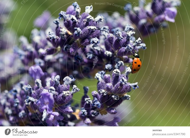 Ladybird on lavender Nature Summer Blossom Lavender Garden Park Animal Beetle 1 Blossoming Crawl Small Green Violet Red Happy Calm xenias Colour photo