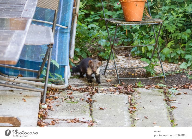 joung Stone marten peeks out of Garden Chairs Nature Animal Wild animal Marten 1 Observe To feed Hunting Aggression Esthetic Cute Martes foina bit building