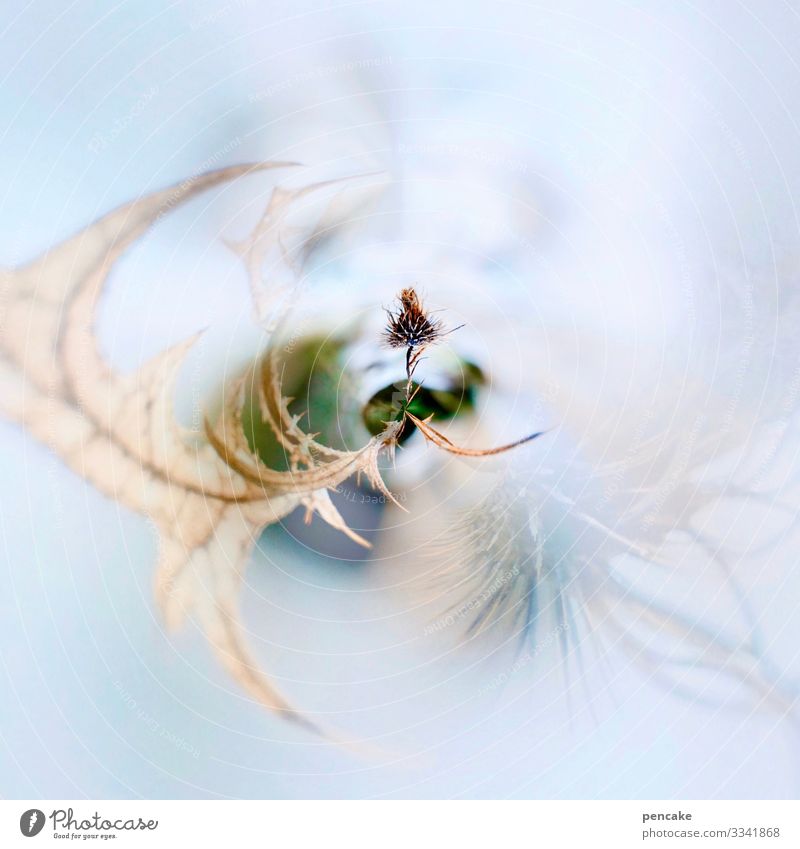 ice age | survival dance Nature Plant Winter Ice Frost Snow Leaf Wild plant Rotate Faded To dry up Wait Mysterious Puzzle Power Survive Thistle Seed Thorny