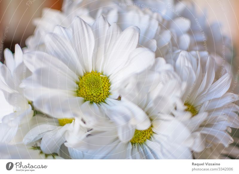 Daisy chamomile flowers on wooden background - a Royalty Free Stock Photo  from Photocase