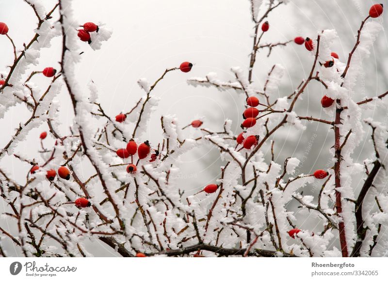 snow-covered rose hips at icy temperatures Fruit Jam Tea Winter Snow Winter vacation Mountain Hiking Environment Nature Landscape Plant Climate Climate change