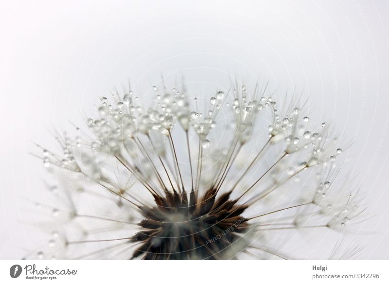 Close-up of a filigree dandelion with drops Environment Nature Plant Drops of water Spring Flower Wild plant Dandelion Seed Meadow To hold on Stand Faded