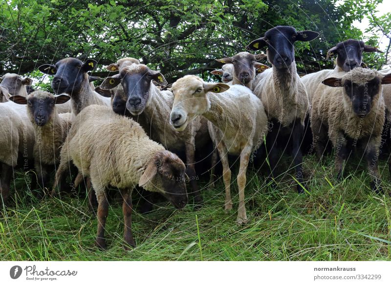 flock of sheep Animal Farm animal Sheep Herd Looking Wait Natural Curiosity Cute Environment Colour photo Exterior shot Deserted Day Worm's-eye view