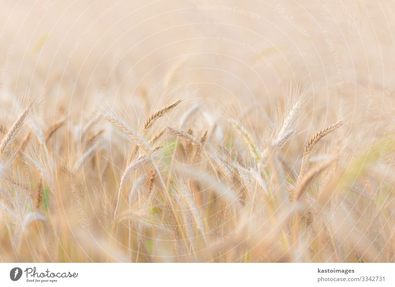 Wheat field. Bread Beautiful Summer Sun Environment Nature Landscape Plant Growth Natural Rich Yellow Gold Colour Large-scale holdings Cereal agriculture