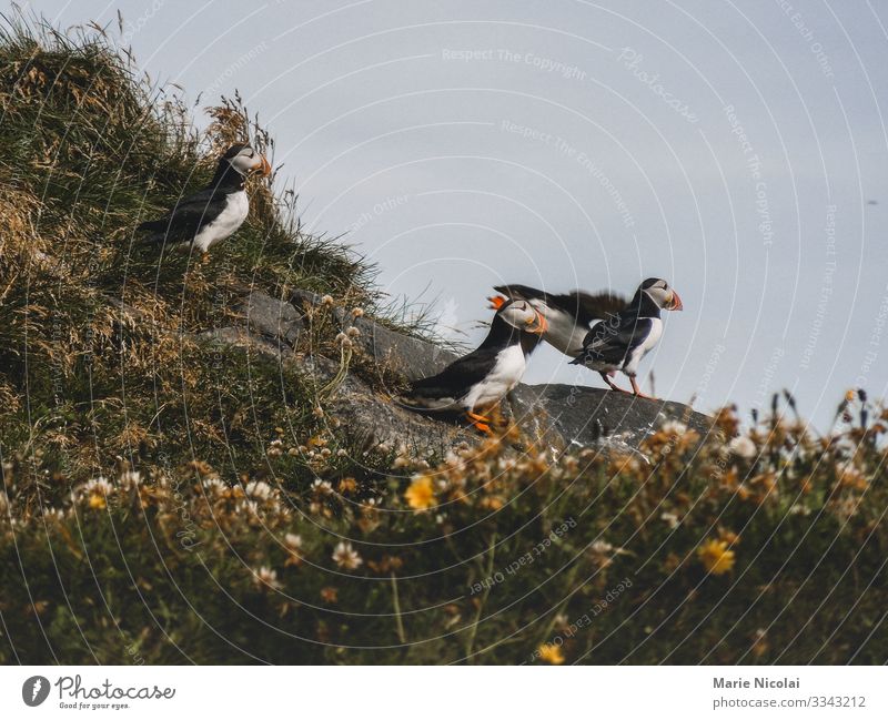 Atlantic puffin at the Icelandic coast Environment Nature Animal Elements Earth Summer Leaf Blossom Wild plant Wild animal Bird Wing Pelt Puffin 3