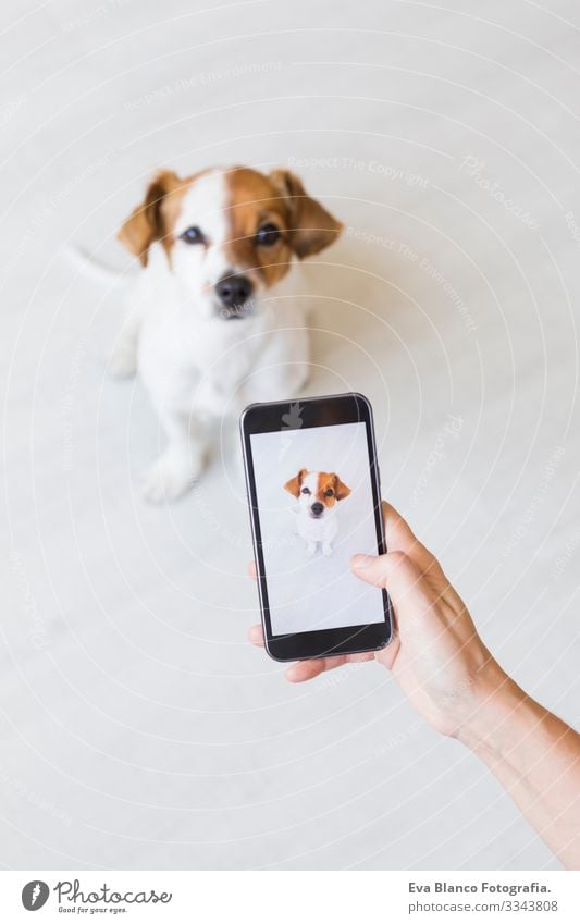 Woman hand with mobile smart phone taking a photo of a cute small dog over white background. Indoors portrait. Happy dog looking at the camera. Photography