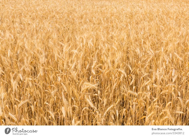 YELLOW WHEAT FIELD on summer. Ears ready for harvest. Blue sky and olive trees on the background Yellow Grain Gold Plant Bread Cereal Field Nature Rural Seasons