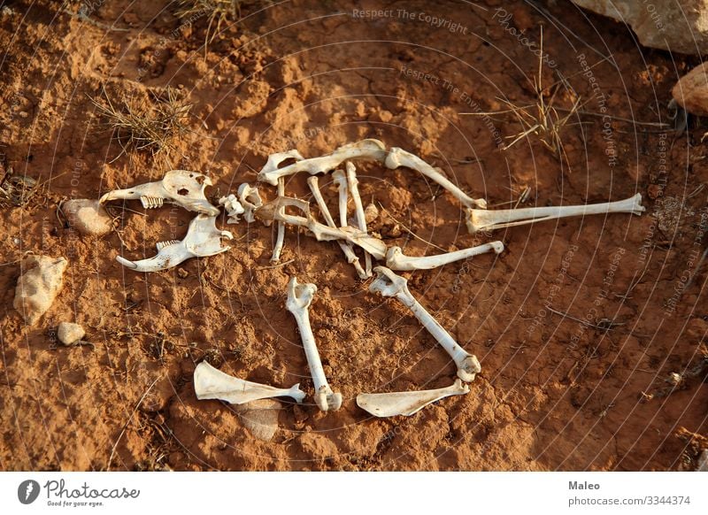 The skeleton of a small mammal Skeleton Mammal Animal Bone Floor covering Death's head Animal skull Spinal column Ribs Remainder Teeth Set of teeth Legs Tails