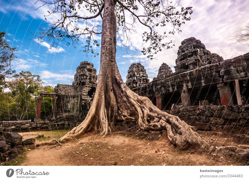 Tree in Ta Phrom, Angkor Wat, Cambodia. Vacation & Travel Tourism Nature Landscape Earth Clouds Rock Palace Ruin Building Architecture Landmark Monument Stone