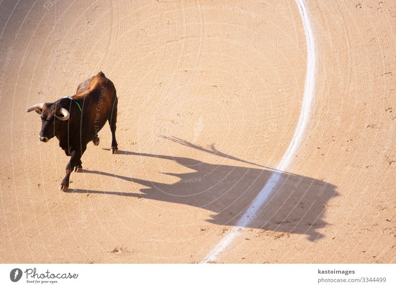Traditional corrida - bullfighting in spain Elegant Summer Sun Entertainment Sports Stadium Art Culture Animal Speed Anger Brave Death Pain Bullfight Bullring