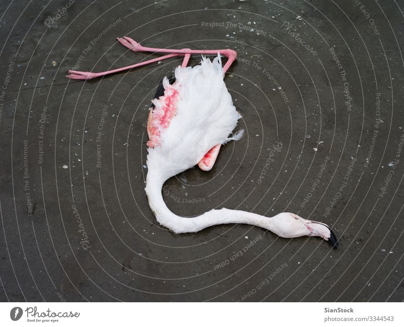 Dead flamingo in delta of river Evros, Greece Beautiful Body Nature Animal Coast Lake Bird Flamingo Natural Wild Pink Red White Death Colour wildlife background