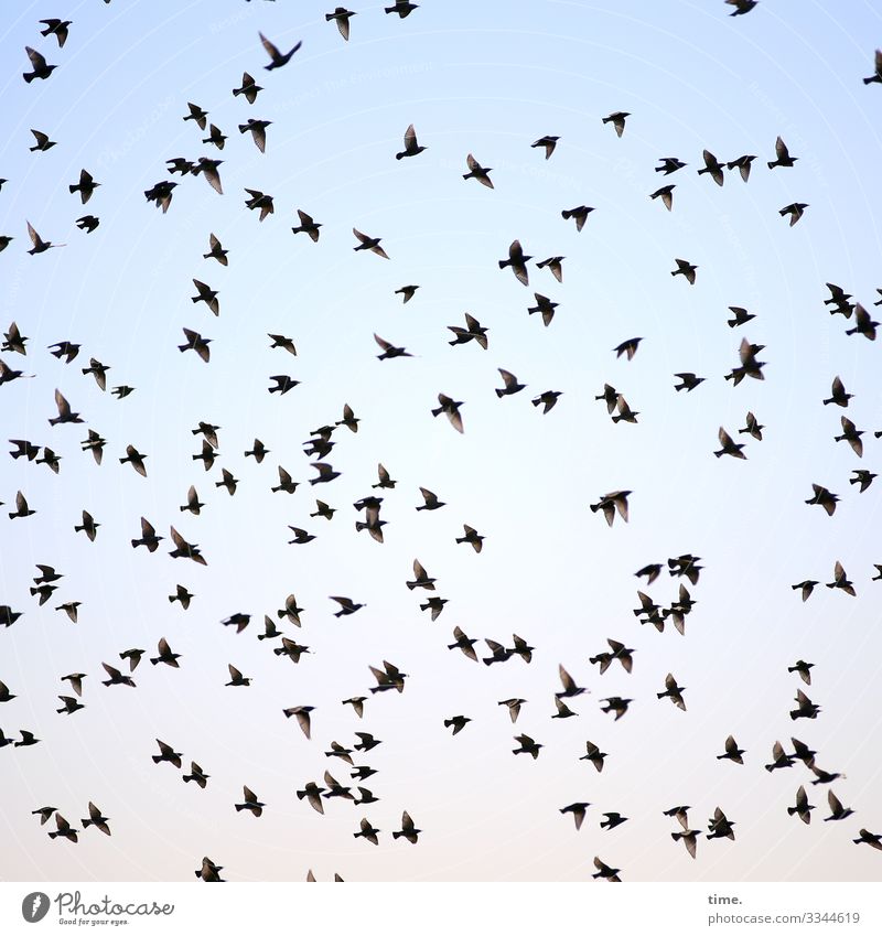 roused and taken off birds Animal portrait Worm's-eye view Deep depth of field Communicate Inspiration Discover Sky Beautiful weather Bird in common