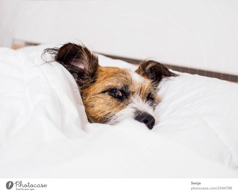 Little tired dog under a white bedspread Harmonious Well-being Contentment Relaxation Calm Bed Animal Pet Dog Animal face Pelt 1 Duvet White Lie Looking Happy