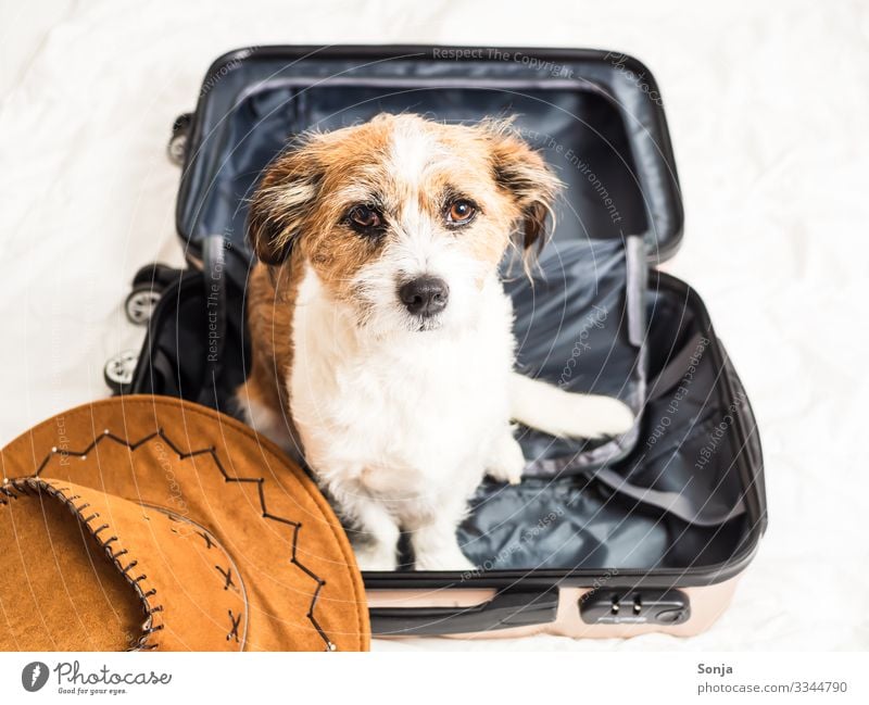 Small mongrel dog sitting in a suitcase Lifestyle Vacation & Travel Adventure Far-off places Summer vacation Bed Animal Pet Dog Animal face Pelt 1 Suitcase