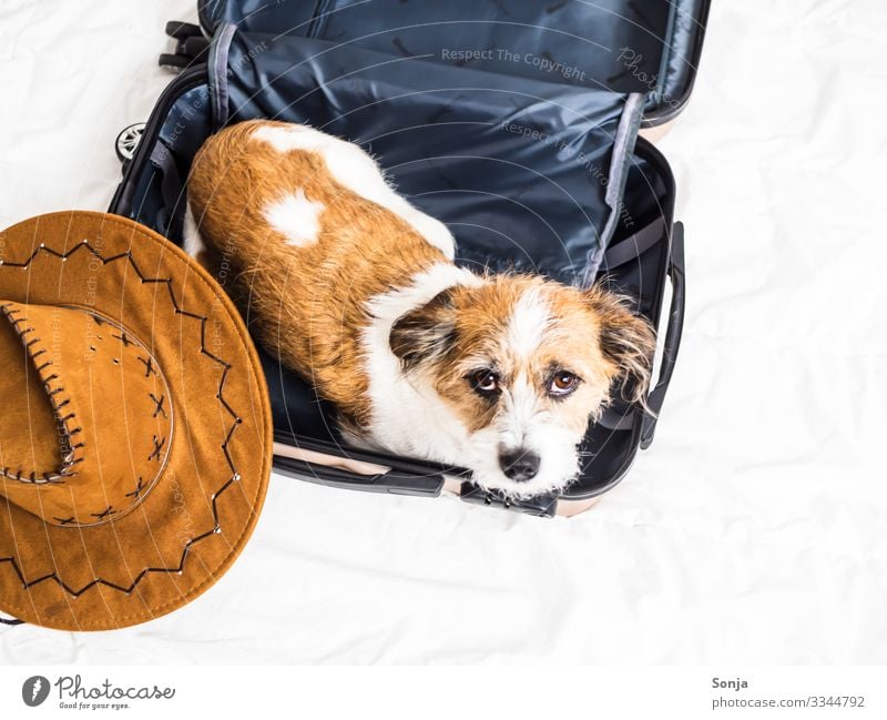 Small terrier dog lies in a suitcase Animal Pet Dog Animal face 1 Suitcase Sunhat Bed Relaxation Lie Looking Poverty Hip & trendy Beautiful Funny Maritime