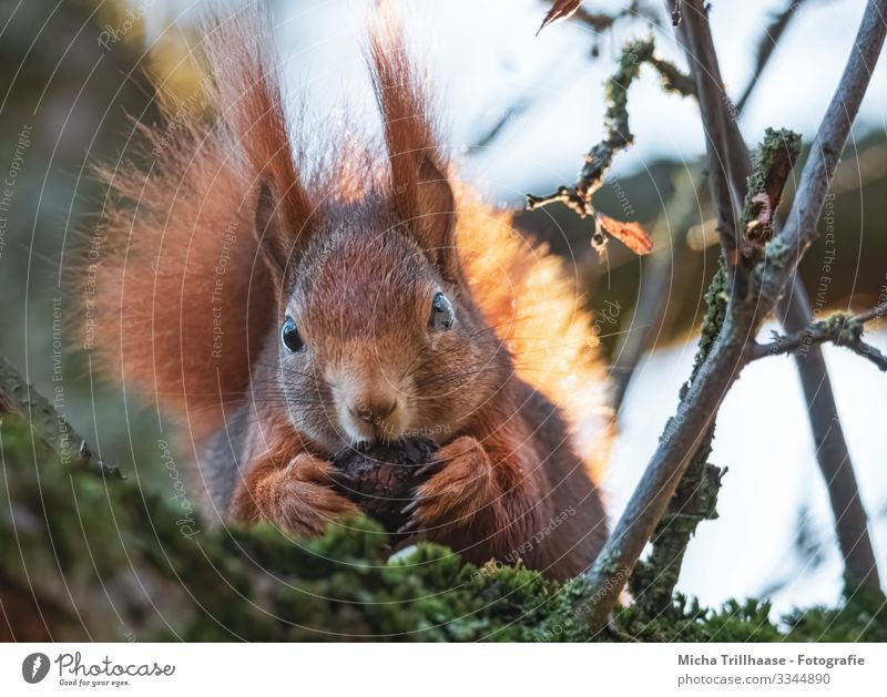 Squirrel with walnut Nature Animal Sky Sun Sunlight Beautiful weather Tree Twigs and branches Wild animal Animal face Pelt Claw Paw Head Eyes Ear Tails 1