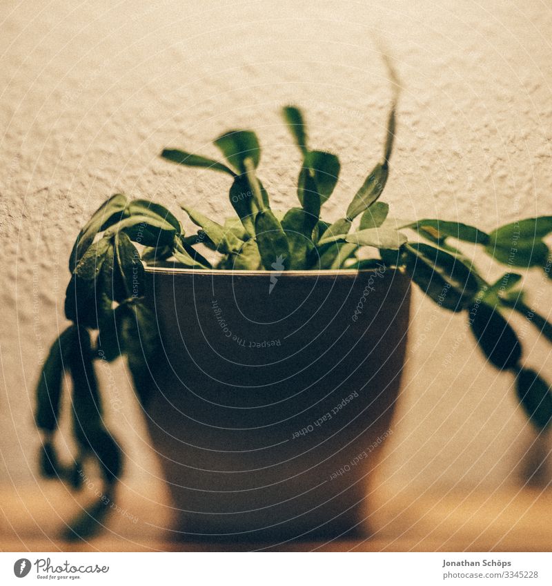 cactus as houseplant with hanging leaves in a pot on the shelf at home Healthy Green Close-up Colour photo Plant Leaf Agricultural crop Natural Pot plant