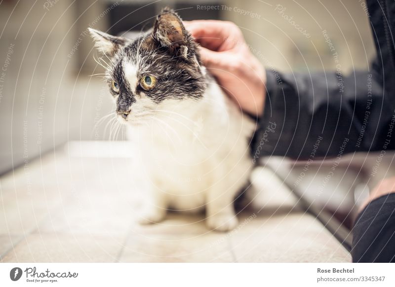 Cat At The Veterinary Surgeon A Royalty Free Stock Photo From