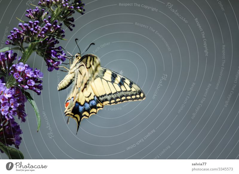 Swallowtail on butterfly bush in front of grey background Nature Flower Violet Close-up Plant Blossom Deserted Summer Exterior shot Fragrance Day Colour photo