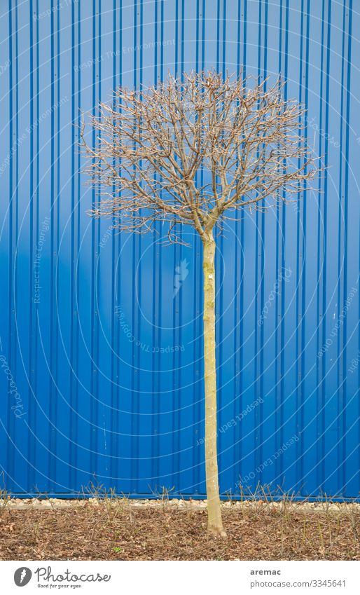 Small tree in front of blue cladding Tree Blue Building insulation antagonism Trapezoidal sheet metal Facade Deserted Exterior shot Wall (building) Colour photo