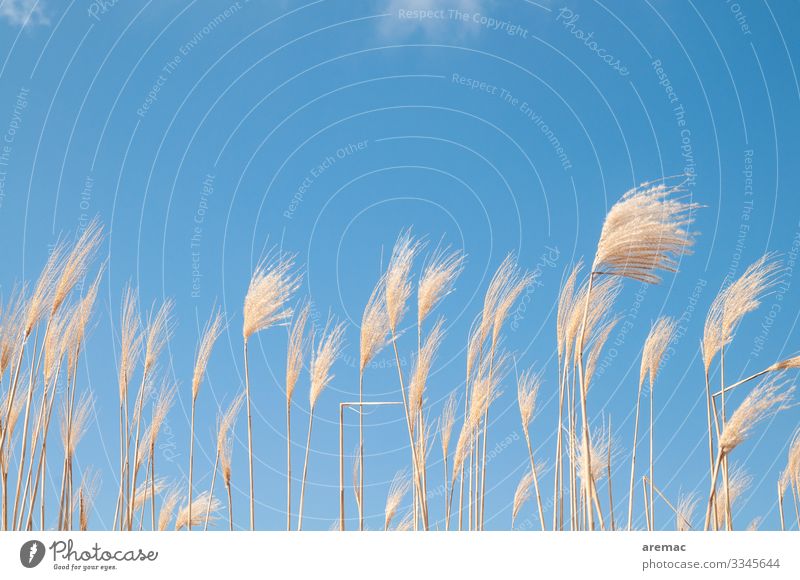 Pampas grass in the wind with blue sky Grass Sky Blue Wind Plant Agriculture Summer