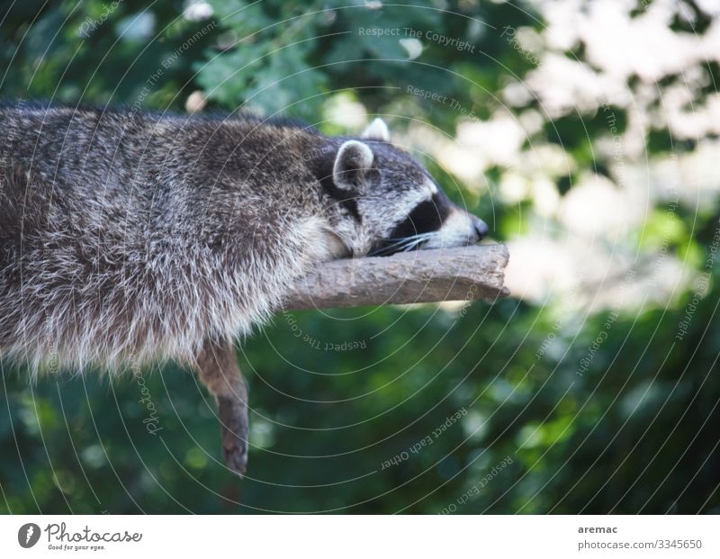 rest day Animal Wild animal Raccoon 1 Lie Sleep Dream Sadness Broken Cute Gray Green Emotions Moody Contentment Calm Indifferent Comfortable Relaxation